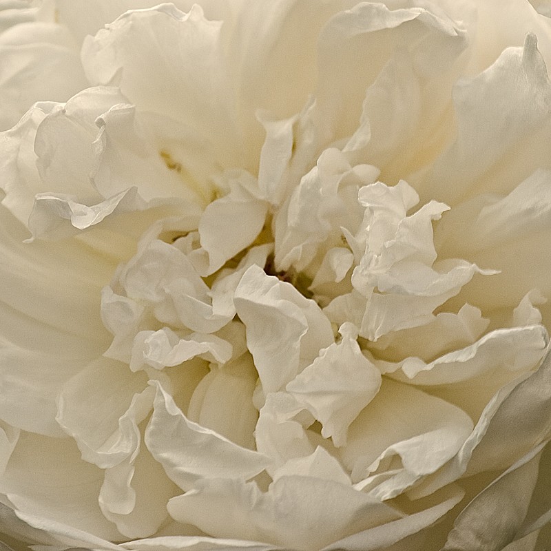 Debby Krim, Old English Rose
Photograph, Sizes vary