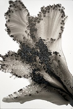 Muriel Napoli - Summer 17 47 1/2 x 31 1/2 in.