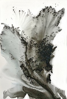 Muriel Napoli - Imperceptible 47 x 31 1/2 in.